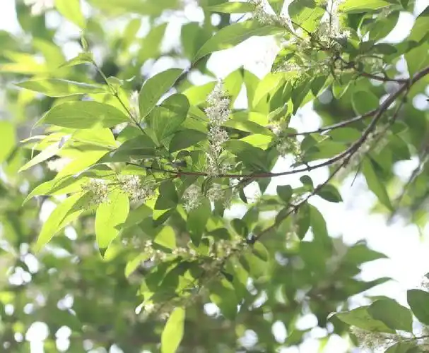 fontanesia fortunei carrière )是木犀科雪柳属植物