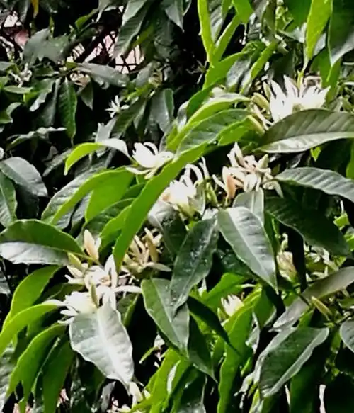 我爱白兰树,我爱白兰花.