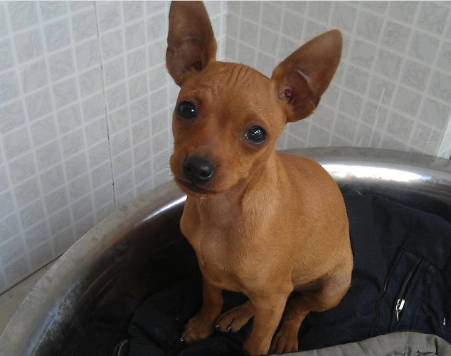 德系小鹿幼犬 铁包金/红色小鹿犬 售后签署活体