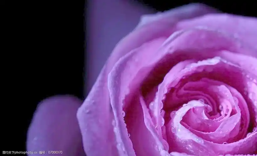 玫瑰水珠水滴图片