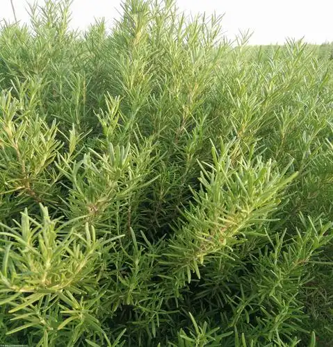 提供种苗签订回收合同,现金收购种植回收迷迭香酸,鼠尾草酸,熊果酸