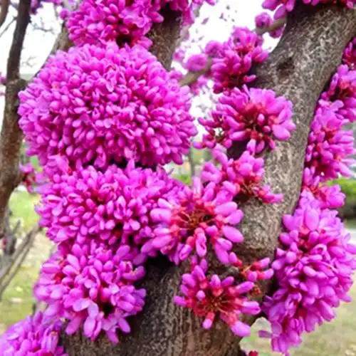 加拿大红叶紫荆花树苗庭院植物花卉南北方室内外花苗时令草本花卉