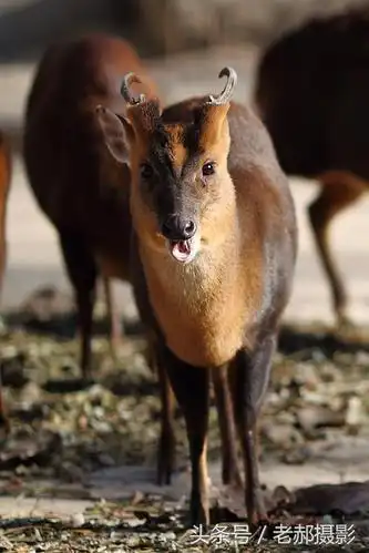 生活在南方的小麂子不知道现在还有没有