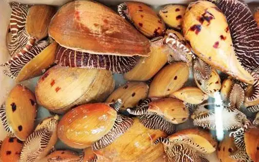 椰子螺多少钱一斤养殖椰子螺需要注意哪些问题