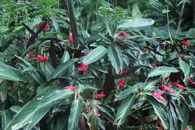 花店常用的插花衬材紫背竹芋叶,没想到用途这么多,根茎可食用