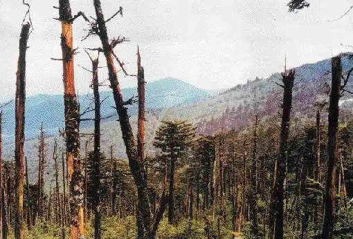 酸雨腐蚀树木等植物