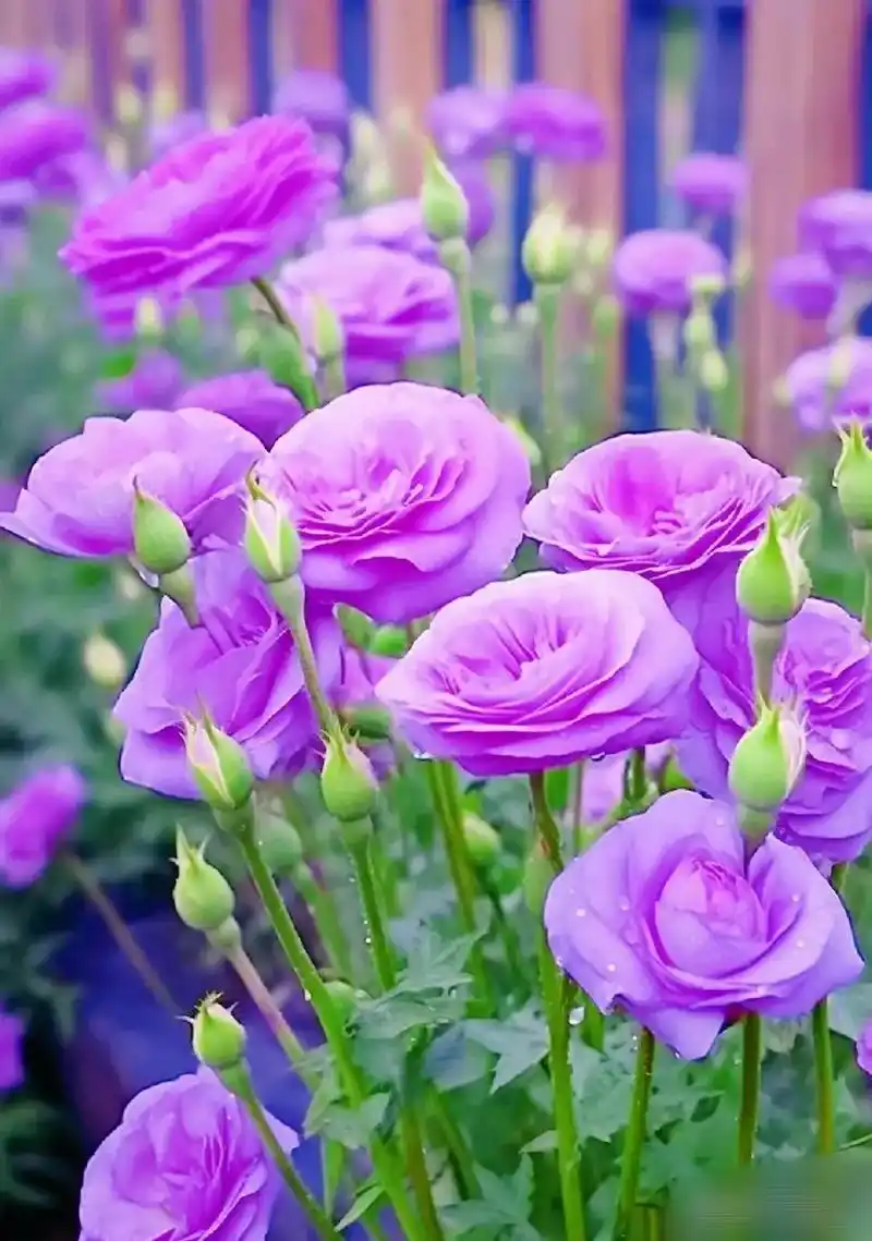 紫色的洋桔梗,光鲜亮丽