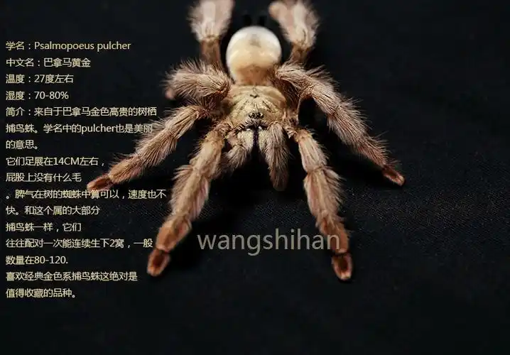 psalmopoeuspulcher巴拿马黄金