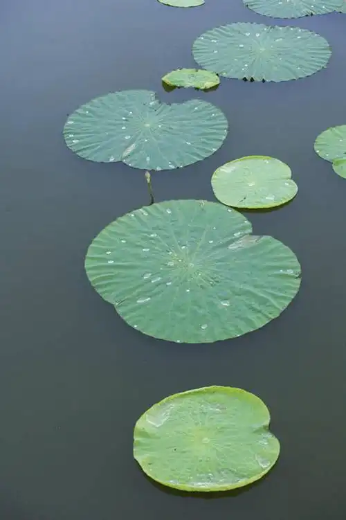 室外,白天,美景,叶子,朝鲜,亚洲,阴影,光线,影子,池塘,景观,水池,荷叶