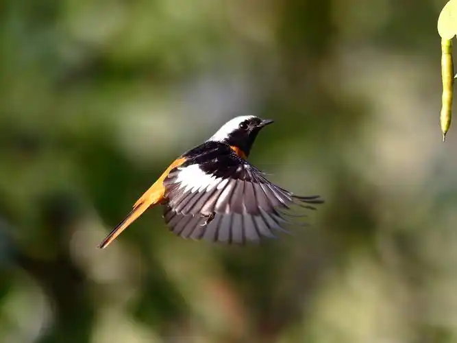 北红尾鸲展翅图片第5张