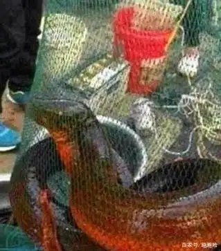 36斤重的黄鳝,体型能有1米5长,比人的小腿还要粗!