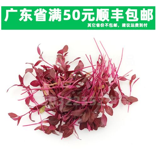 新鲜火红苗  20克 安曼红 可食用芽苗 斯卡纳苗 餐厅酒店摆盘装饰