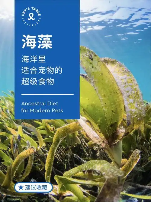 10077种营养成分的海藻是养宠好帮手