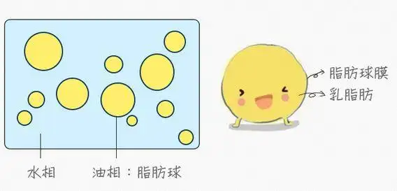 未搅打前的淡奶油,是一种复杂的水包油乳化体系,油相的脂肪球稳定分散