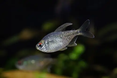 人工的南美钻石灯