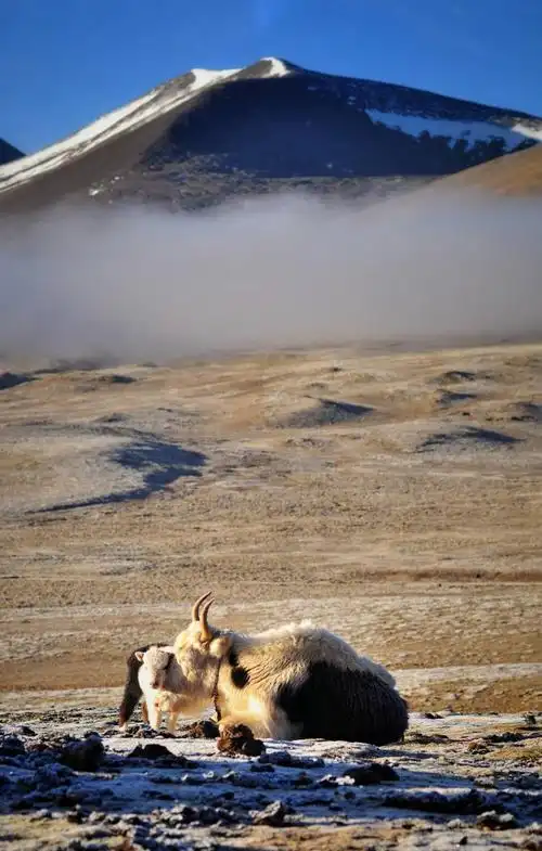 可可西里保护区里的黄羊.