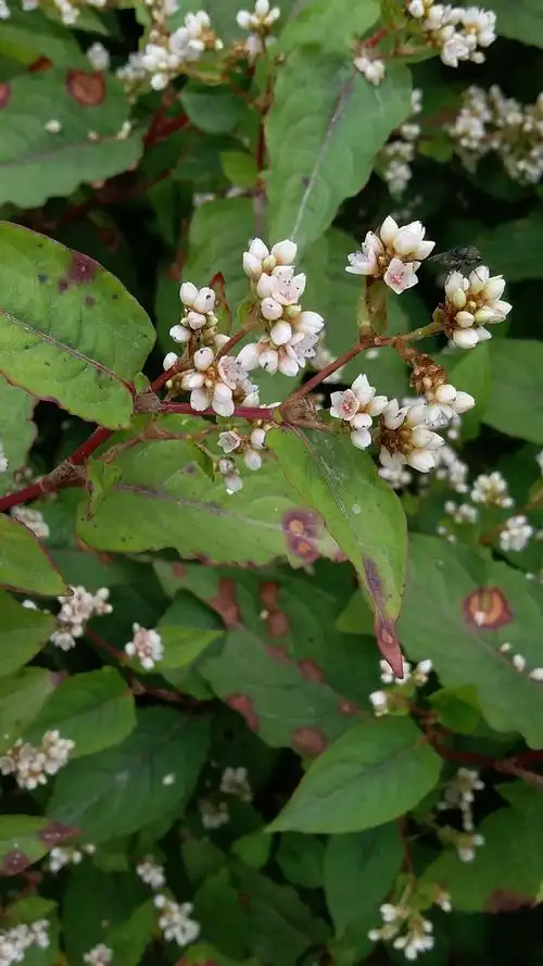 火炭母.园林植物示范区花境