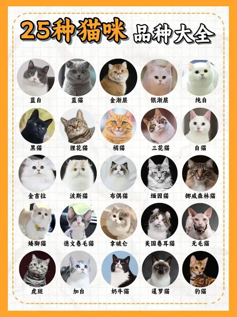 25种猫咪品种大全!哪些适合新手养?1,25种猫咪品种:蓝 - 抖音