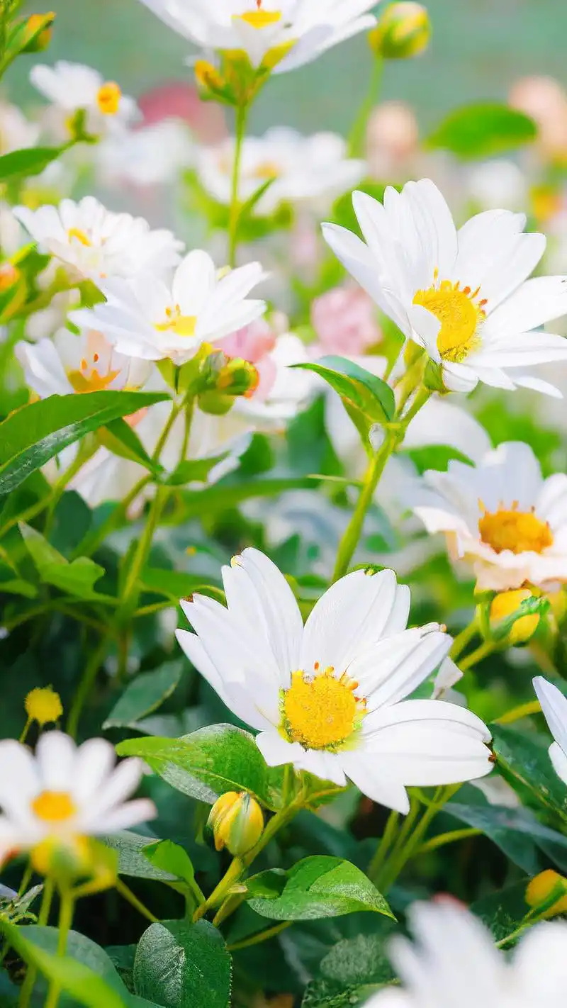 清新背景图🌿小花绿叶相映趣🌸 嘿,小伙伴们,想要给手机或电脑