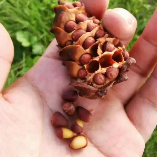 大兴安岭野生整马尾松子盐水煮小松树籽坚果真空装克新货食用