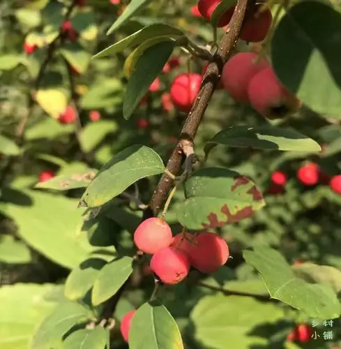 野生多花水栒子树苗/园林庭院盆景观赏/乡村小铺