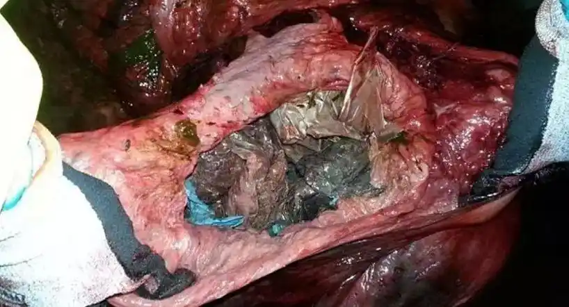 厕所当厨房,尿袋做餐盒:外卖行业黑幕曝光,看完吓吐了