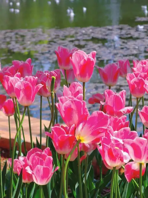 昆明翠湖的郁金香