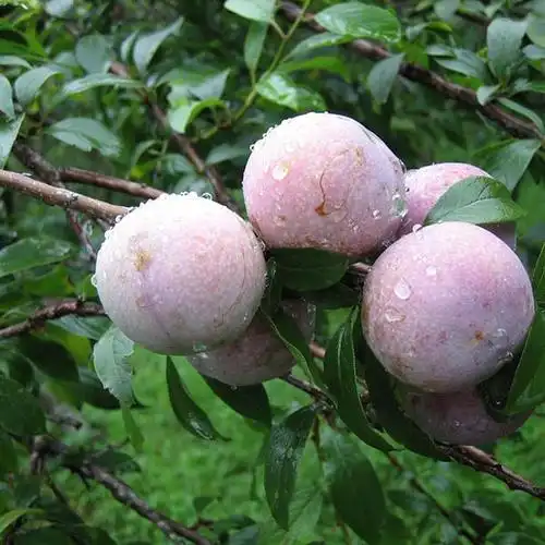 优质三华李 本地李子甜脆三华李 批发量大价优