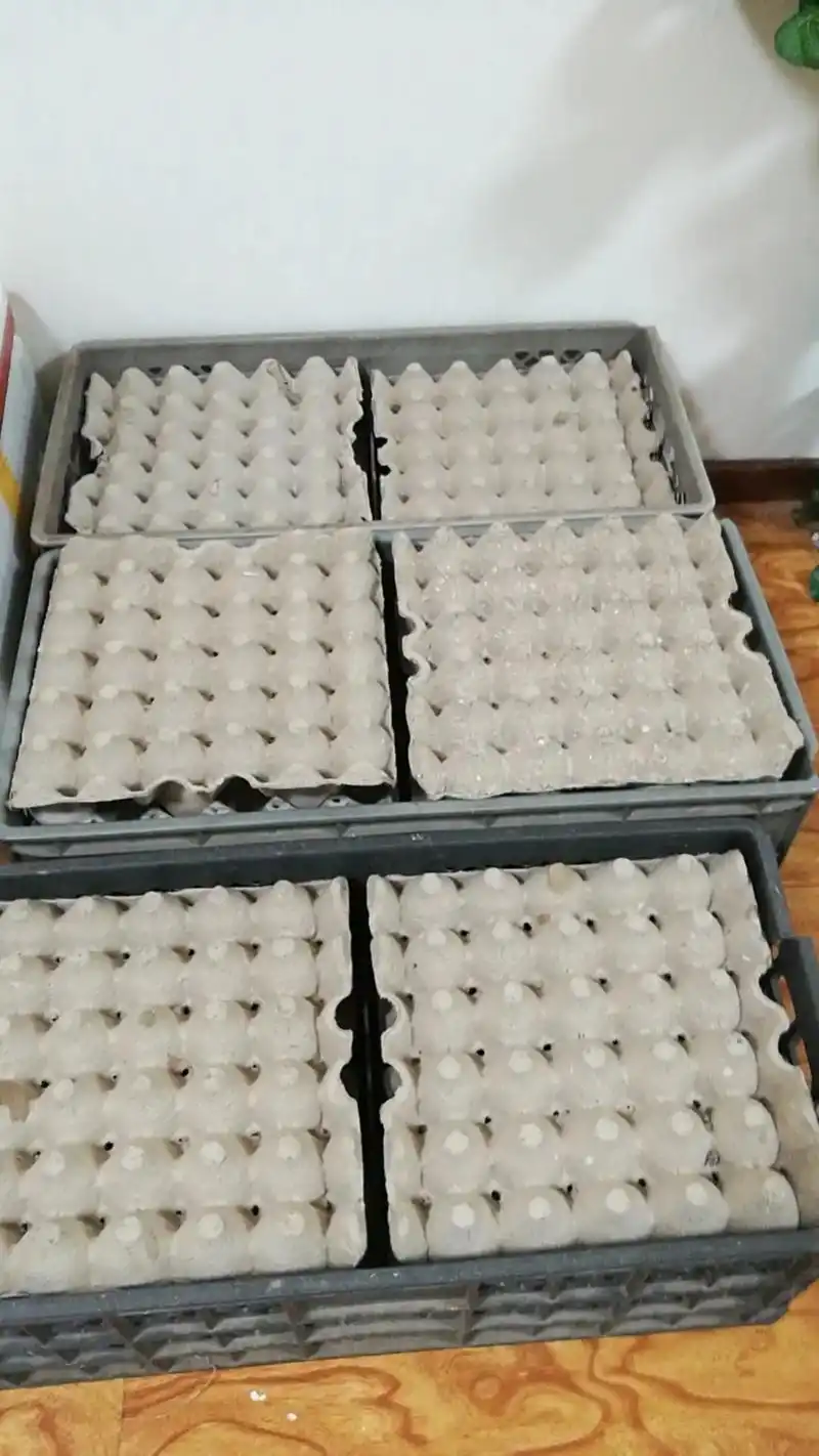 孔雀下蛋是真勤快呀一觉起来就下来百来个