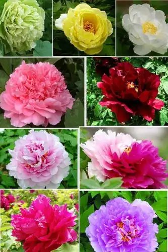 唯有牡丹真国色,花开时节动京城.