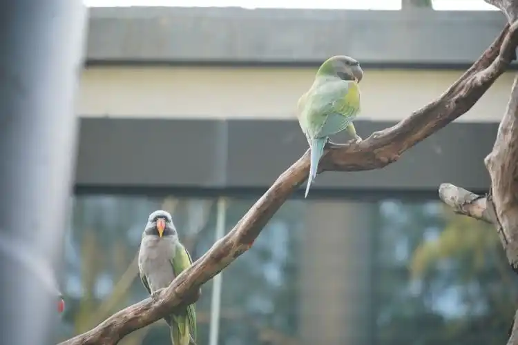 武汉动物园首次紫胸鹦鹉有了小宝宝
