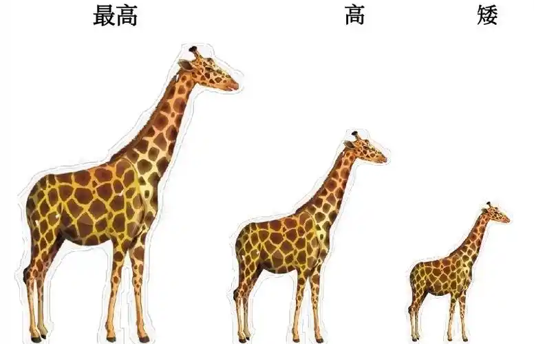 一定要放在同一水平面上比高矮