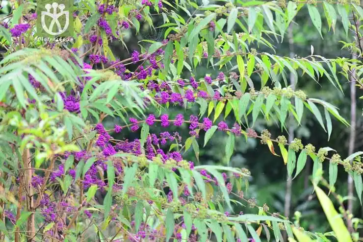 红紫珠(callicarpa rubella) (11).jpg 相邻时间拍摄的照片      张