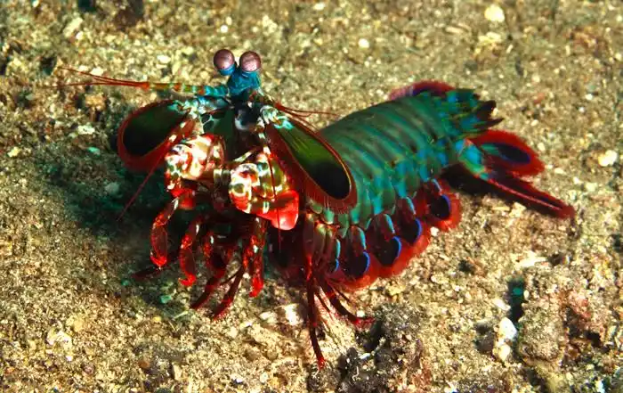 动物界的华丽杀手:雀尾螳螂虾peacock mantis shrimp(蝉形齿指虾蛄) -