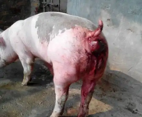 猪脱肛病理解剖诊治彩色图谱