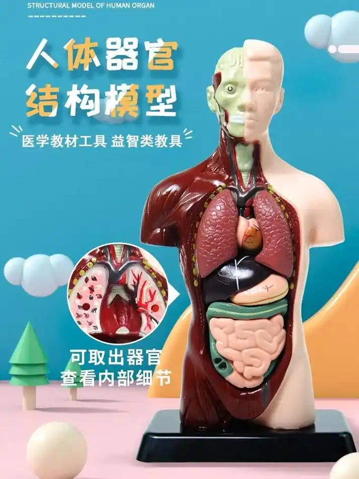 人体科普 #医学科普 #人体解剖学图内脏位置 #人体结构  - 抖音