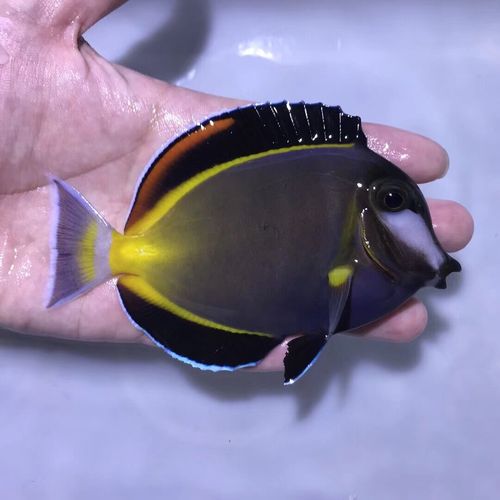 五彩吊七彩吊 海水鱼观赏鱼小丑鱼活体珊瑚