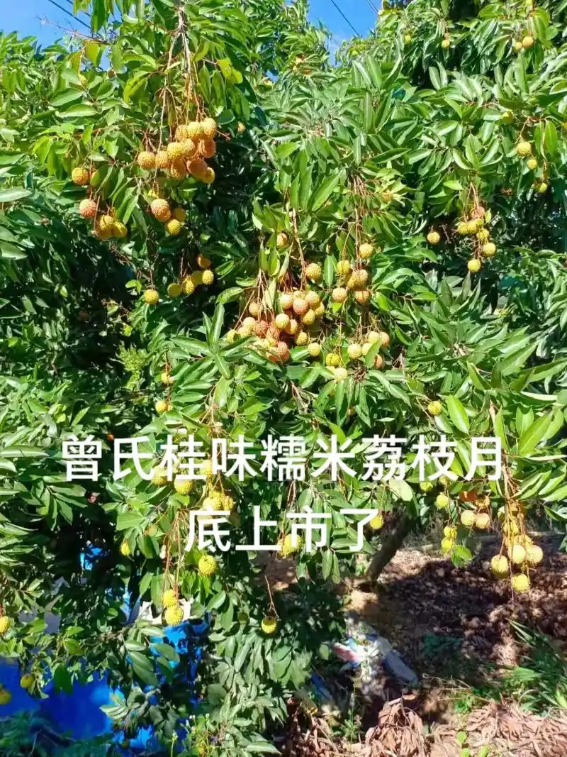 曾氏桂味糯米糍荔枝月底上市了,需要请加微信:zml19849 - 抖音