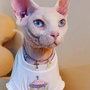 无毛猫星球 德文猫饰品无毛猫斯芬克斯东方短毛宠物暗黑朋克潮酷