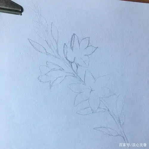 手绘写实作品之山桃草