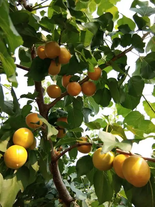 黄金子杏,吊干杏是一个品种? - 杏树论坛 - 水果邦农人之家论坛