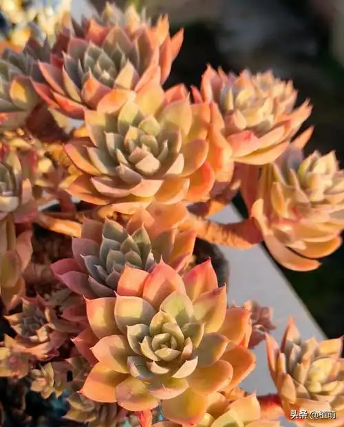 多肉丝绸面纱秋天的养护,怪不得追捧的花友越来越多