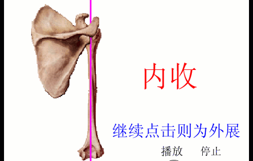 肩关节内收外展