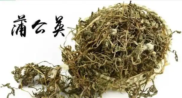 蒲公英有什么功效,蒲公英有什么功效能治疗咽喉炎图2