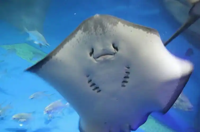 这是魔鬼鱼,又叫鳐鱼,你别看它的名字比较可怕,它可是很可爱的呢