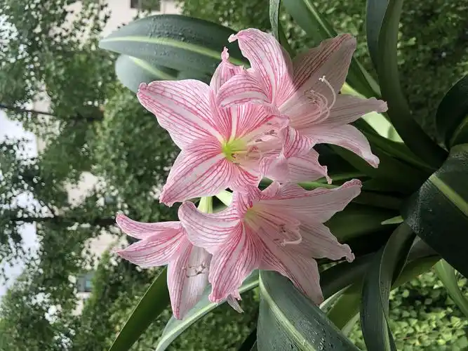 2020年我家接力绽放的白肋朱顶红,寓意今后生活会吉祥如意,幸福美好.