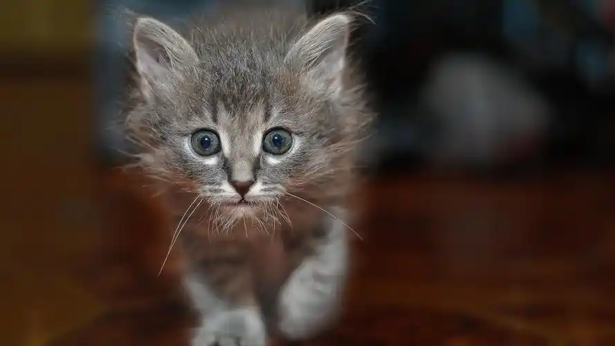 动物壁纸,可爱,高清,猫咪,摄影,萌系,禽类动物,壁纸,1920x1080