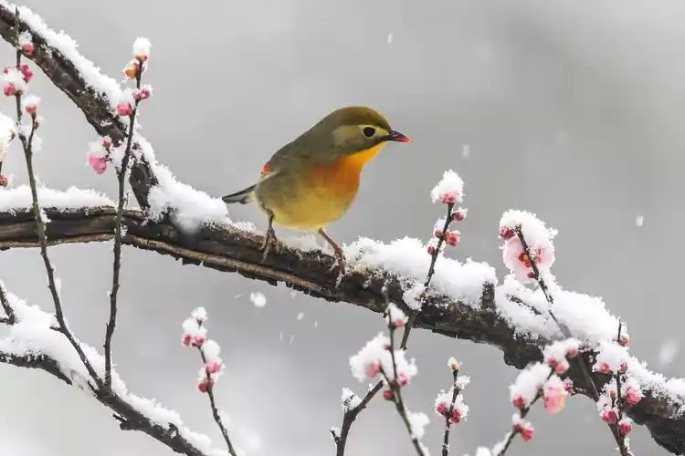 湖北南漳枝头鸟儿忙风雪梅花香