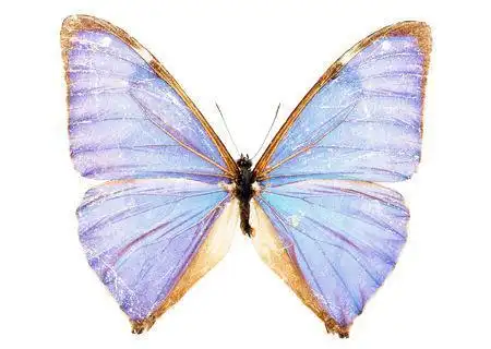 蝴蝶有哪些种类