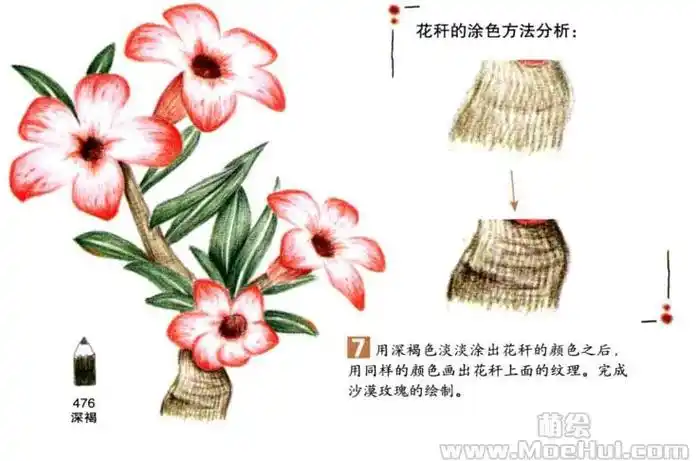 通用色铅笔入门练习沙漠玫瑰